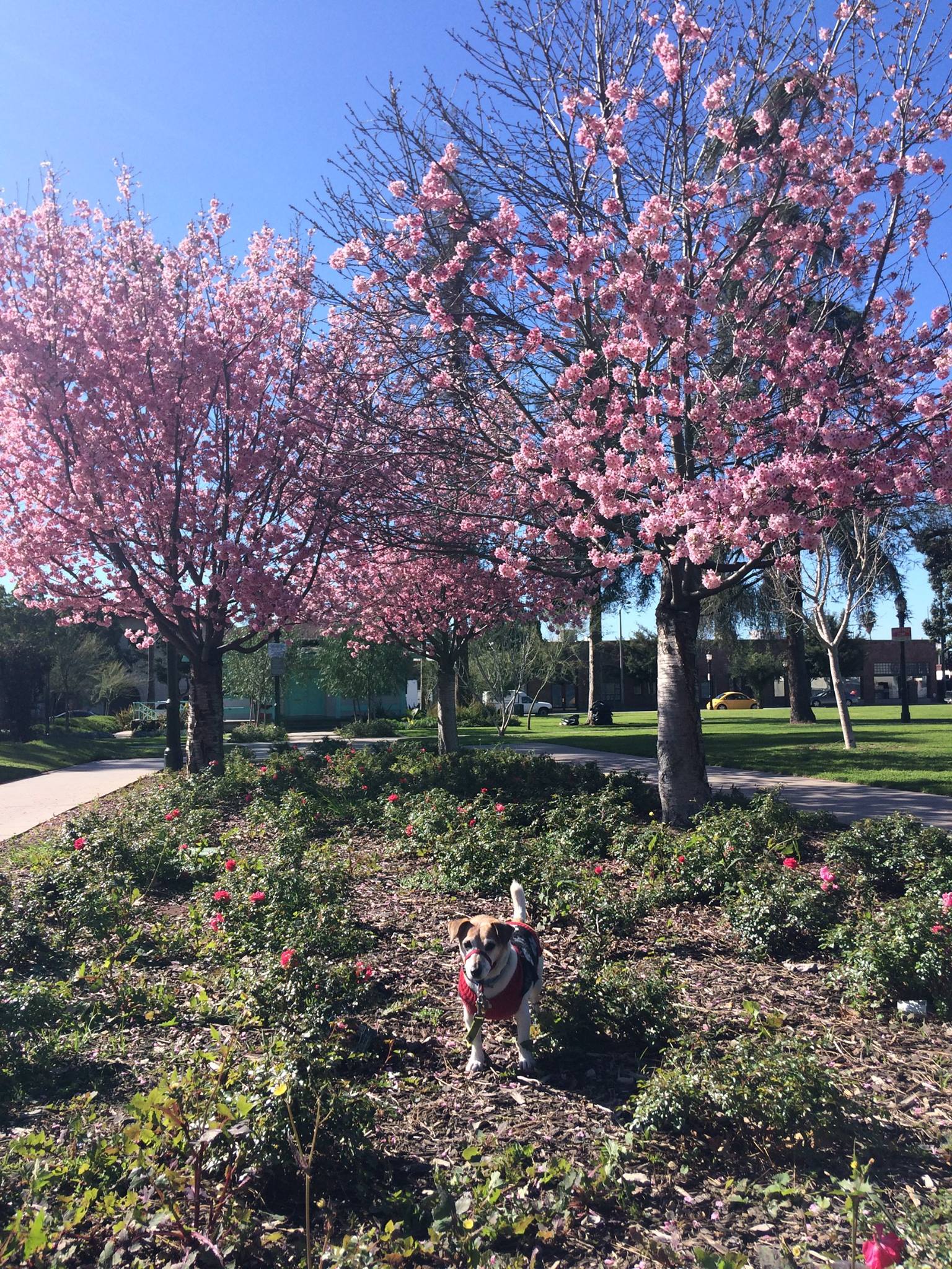 Tulo Tuesday: Cherry Blossoms