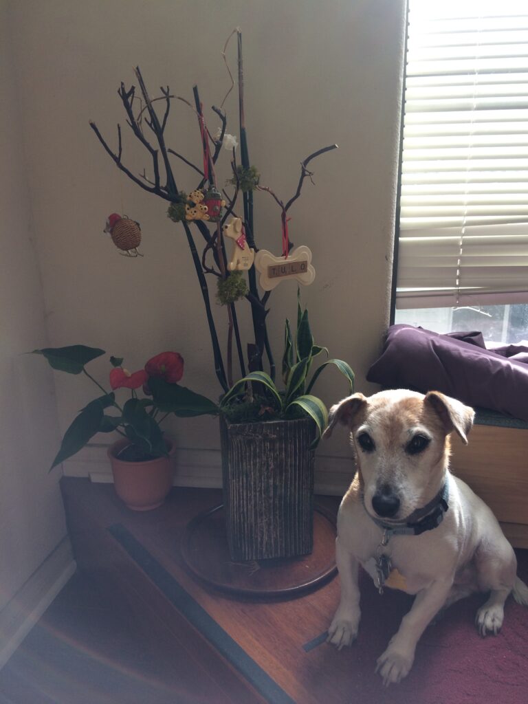 Tulo Tuesday: Tulo’s Tree